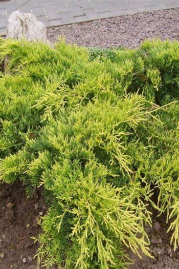 Ялівець віргінський Голден Спрінг|Juniperus virginiana Golden Spring|Можжевельник виргинский Голден Спринг 